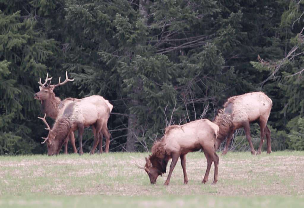 elk hunting north idaho
