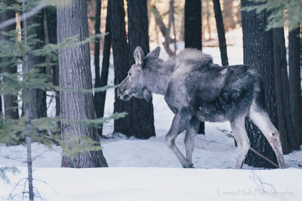 moose hunting north idaho